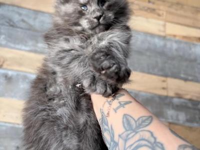 Litter B - Maine Coon - Gallery Photo #1