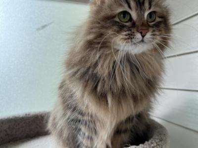 Stella - Siberian - Gallery Photo #1