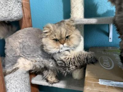 Loki - Persian - Gallery Photo #1