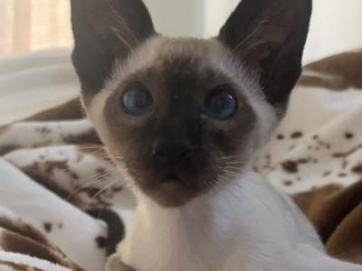 Oriental Siamese Lilac And Seal Point - Oriental - Gallery Photo #1