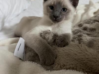 Siamese Seal And Lilac Point - Siamese - Gallery Photo #1