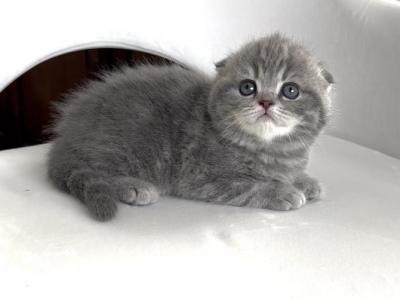 Scottish Fold Female 2 - Scottish Fold - Gallery Photo #1