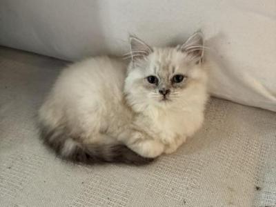 Peter - Persian - Gallery Photo #1