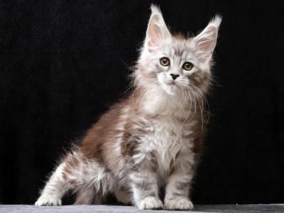 Maine Coon Kitten Very Sweet And Fluffy - Maine Coon - Gallery Photo #1