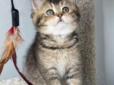 British Shorthair Female - Brazilian Shorthair - Gallery Photo #1