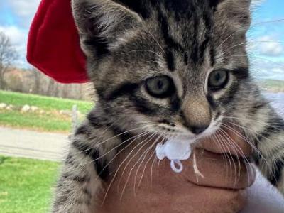 Kittens - Maine Coon - Gallery Photo #1