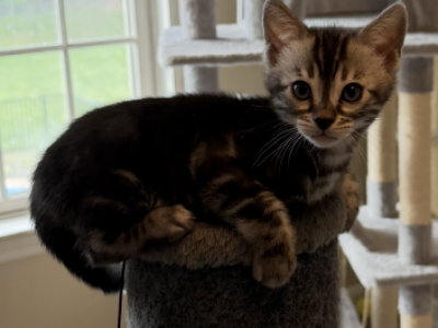 Beautiful Bengal Kitten - Bengal - Gallery Photo #1