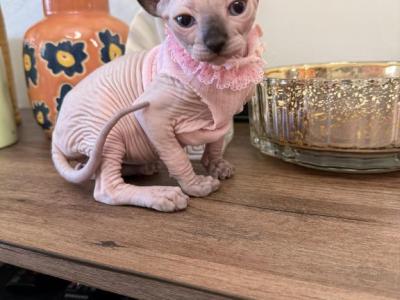 Sphynx Kittens - Sphynx - Gallery Photo #1