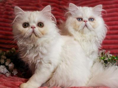 CO2 Princess Seraphina Available White Persian - Persian - Gallery Photo #1