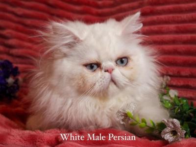 Prince Caspian Available White PERSIAN BLUE EYES - Persian - Gallery Photo #1