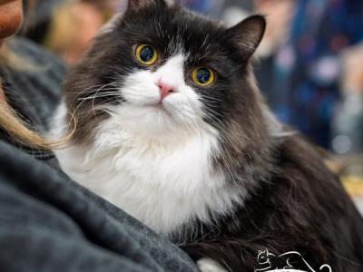 Cattery - Minuet - Gallery Photo #1