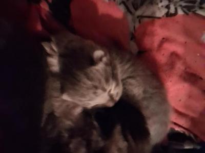 Layla Litter - American Shorthair - Gallery Photo #1