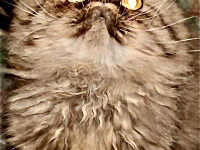 Evil Kitten - Persian - Gallery Photo #1
