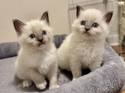 Ragdoll Kittens - Ragdoll - Gallery Photo #1