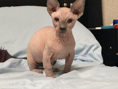 May Blossom Litter - Sphynx - Gallery Photo #1