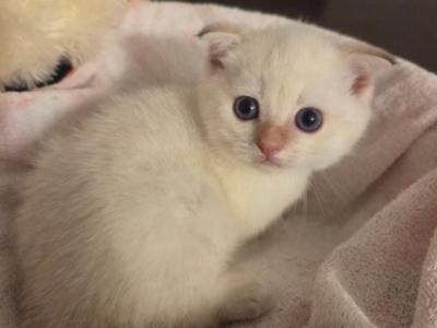 Scottish Folds & Straight Litter - Scottish Fold - Gallery Photo #1