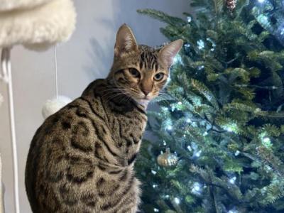 MaykoBengals 4 - Bengal - Gallery Photo #1