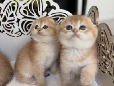 G - Scottish Fold - Gallery Photo #1