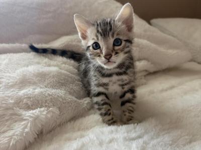 BengalZ1 - Bengal - Gallery Photo #1