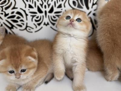 GG - Scottish Fold - Gallery Photo #1
