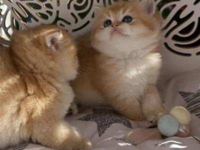 GGG - Scottish Straight - Gallery Photo #1