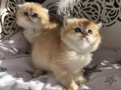 GGGG - Scottish Straight - Gallery Photo #1