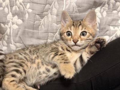 BengalZ2 - Bengal - Gallery Photo #1