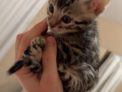 BengalZ3 - Bengal - Gallery Photo #1