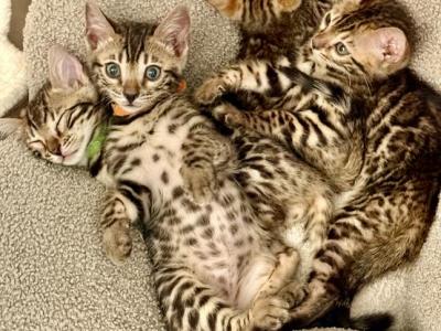 Tinsels Litter 4M 1F - Bengal - Gallery Photo #1