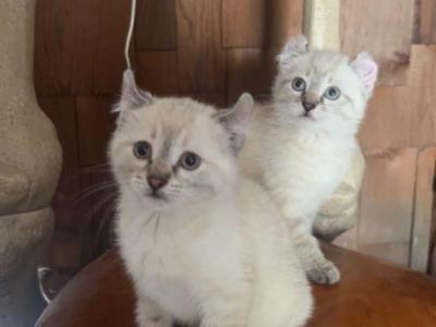 Divine Snow Queen - Highlander - Gallery Photo #1