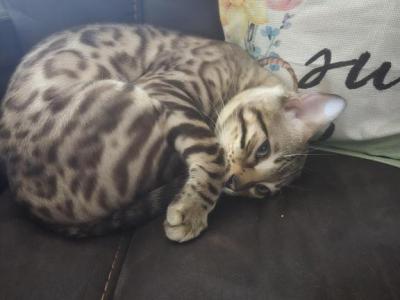 Smokey - Domestic - Gallery Photo #1