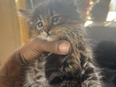 Don Litter - Abyssinian - Gallery Photo #1