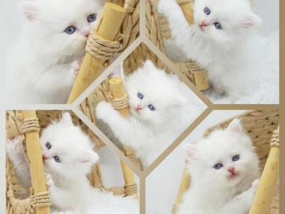 Skyler CFA Health Tested - Persian - Gallery Photo #1