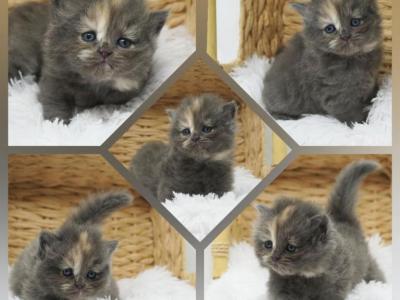 Everlie CFA Health Tested - Persian - Gallery Photo #1