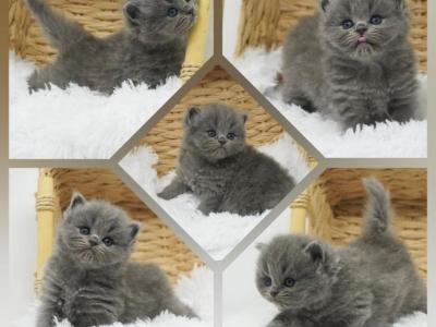 Raimi CFA Health Tested - Persian - Gallery Photo #1