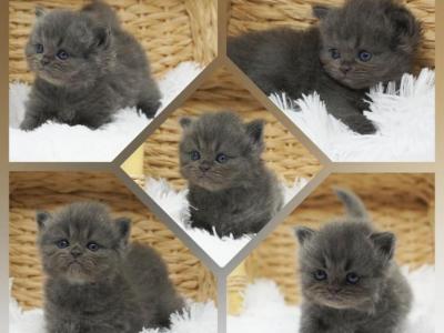 Uriah CFA Health Tested - Persian - Gallery Photo #1