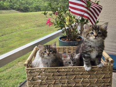 Lucy's First Litter - Ragamuffin - Gallery Photo #1