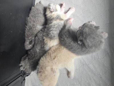 Smushy's ESH Litter CFA Health Tested - Exotic - Gallery Photo #1