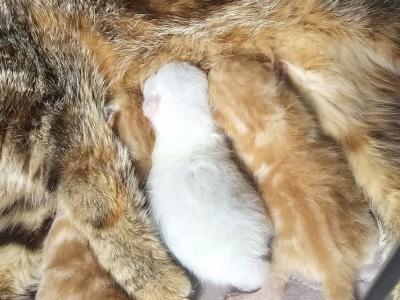 Indy's ESH Litter CFA Health Tested - Exotic - Gallery Photo #1