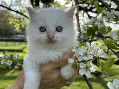 Red Point Ragdoll Kitten - Ragdoll - Gallery Photo #1