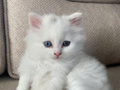 Mia - Maine Coon - Gallery Photo #1