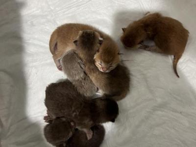 Litter Panda - British Shorthair - Gallery Photo #1