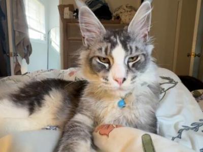 JJ - Maine Coon - Gallery Photo #1