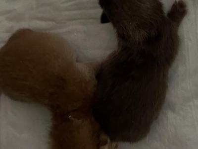 Pho - Brazilian Shorthair - Gallery Photo #1