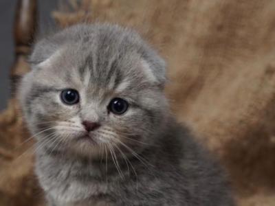 Chanel - Scottish Fold - Gallery Photo #1
