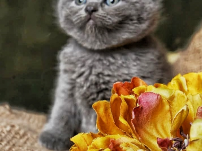 Garfield - Scottish Fold - Gallery Photo #1