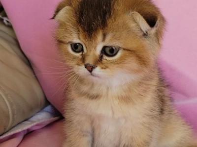 Callie - Scottish Fold - Gallery Photo #1