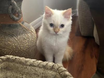 Leo - Ragdoll - Gallery Photo #1