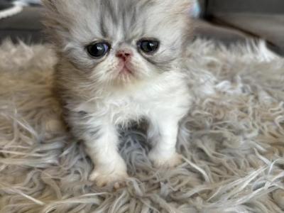 Silver Tabby And White - Persian - Gallery Photo #1