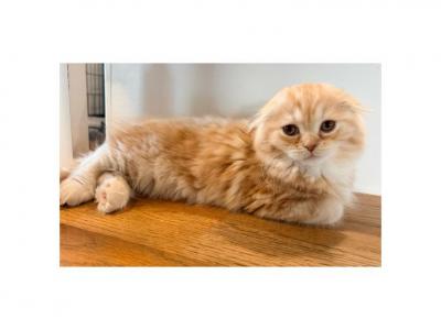 Caspian - Scottish Fold - Gallery Photo #1